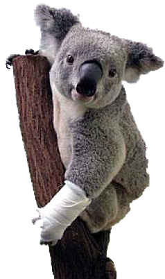 Koala with bandage