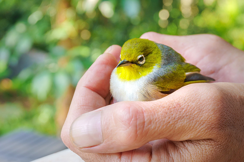 Baby bird in man's hand injured bird rescue