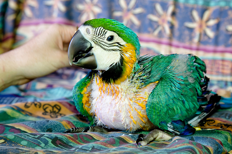 Sick native Australian bird being cared for by Wildlife Rescue Australia